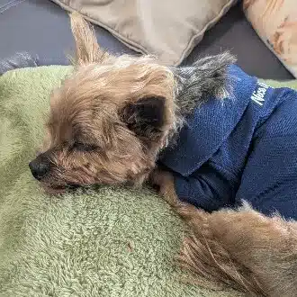 えび