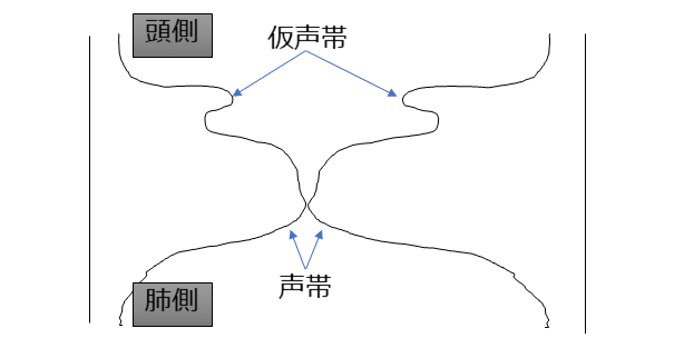 仮声帯と声帯の断面図