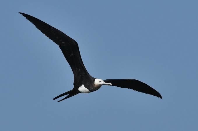 第1131回 鳥の国旗 翆野 大地 Note