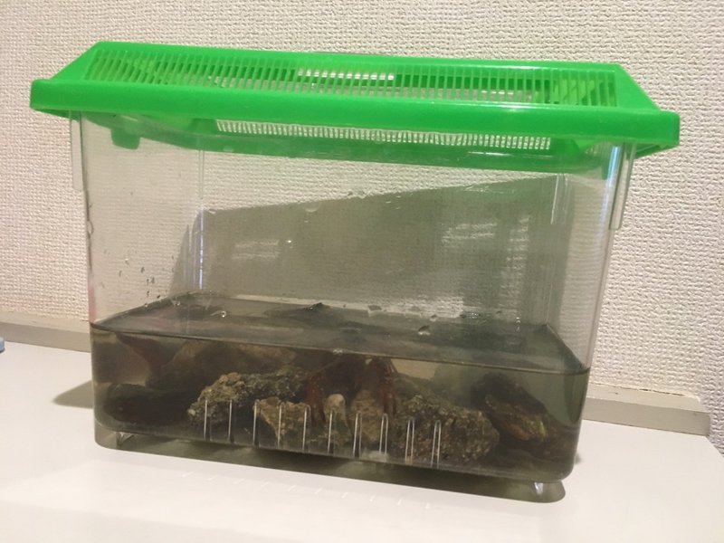 息子がザリガニを連れて帰ってきました 森本直樹 教育 子育て 田舎暮らし Note