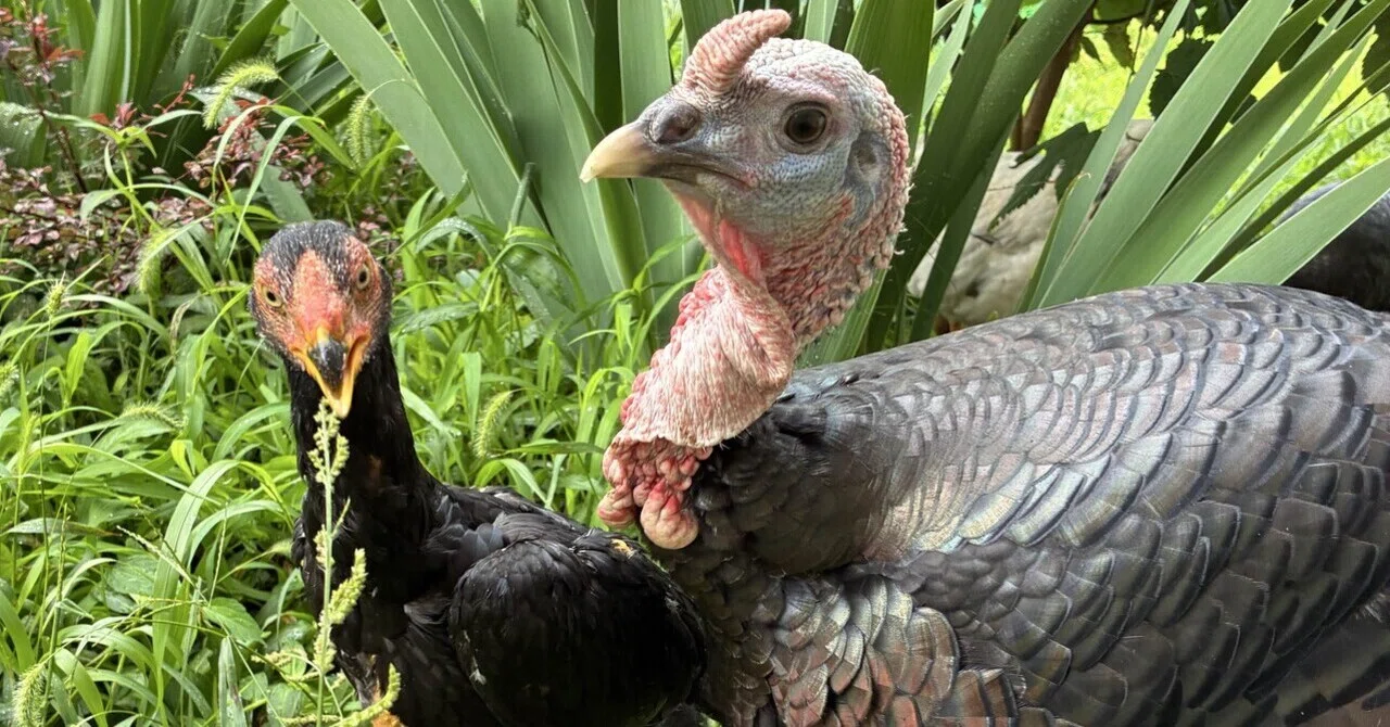 七面鳥＆鶏、夏は時短勤務｜さきどん⭐︎七面鳥＆鶏飼育