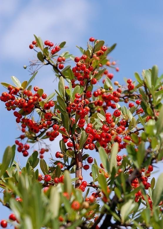 アメリカの歌 ピルグリムの船 メイフラワー 植物のメイフラワー そしてナサニエル ホーソーン 緋文字 を巡る不思議 な展開 山本 剛 Note