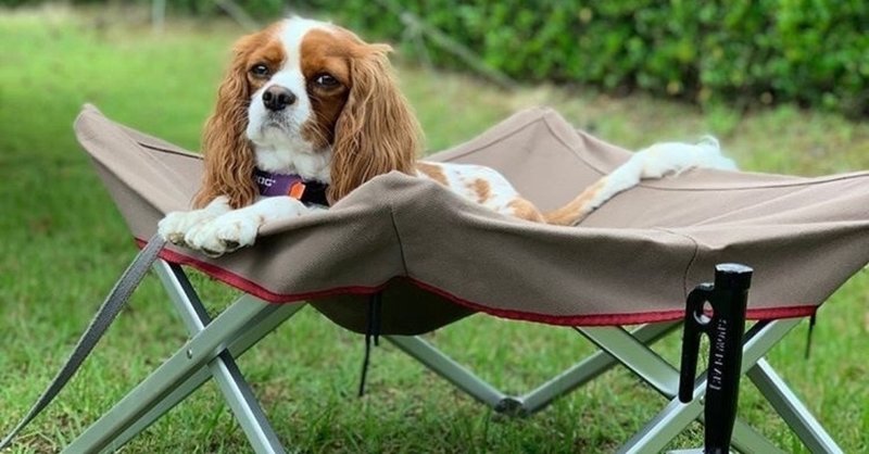犬連れキャンプでの便利グッズpart2 Paw Campers Note