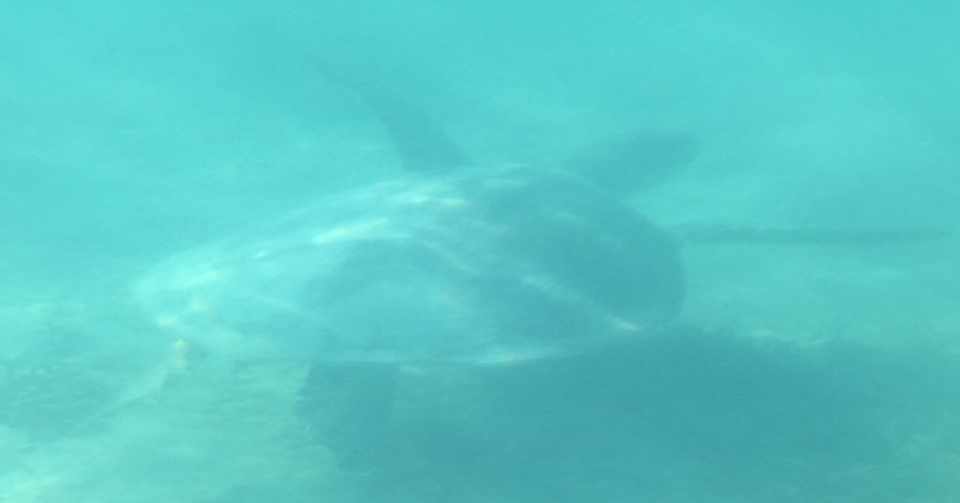 出産レポ ぐりこ Note