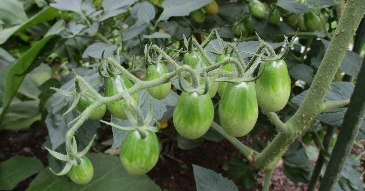 7 5 最近のこと イマイマキ Note