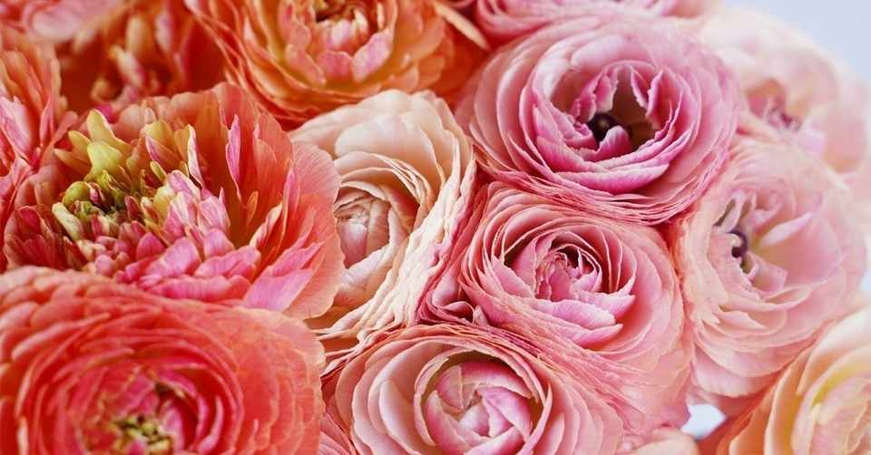 ロシア人の花に対する価値観 国際結婚 学生結婚の人 Note