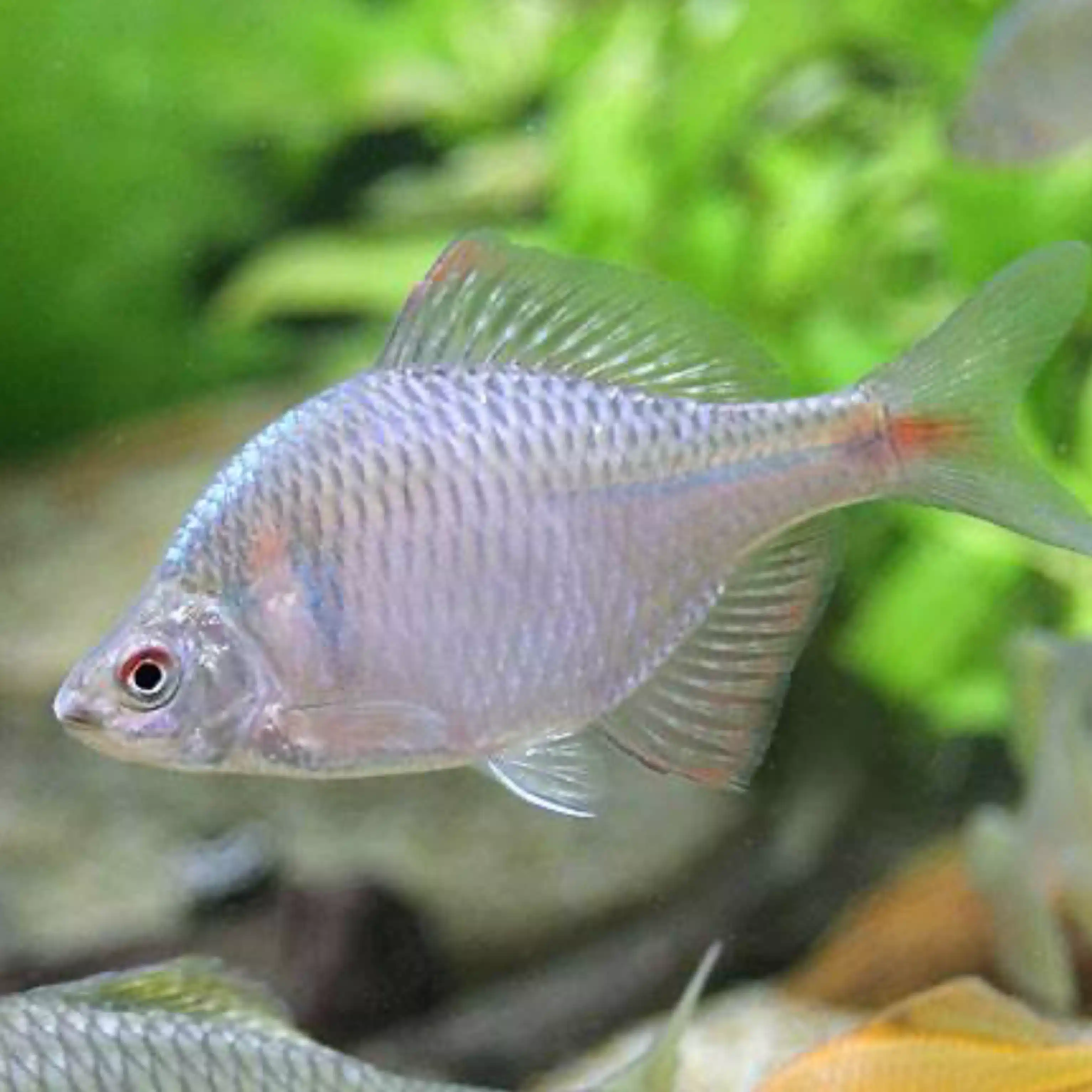 tanago