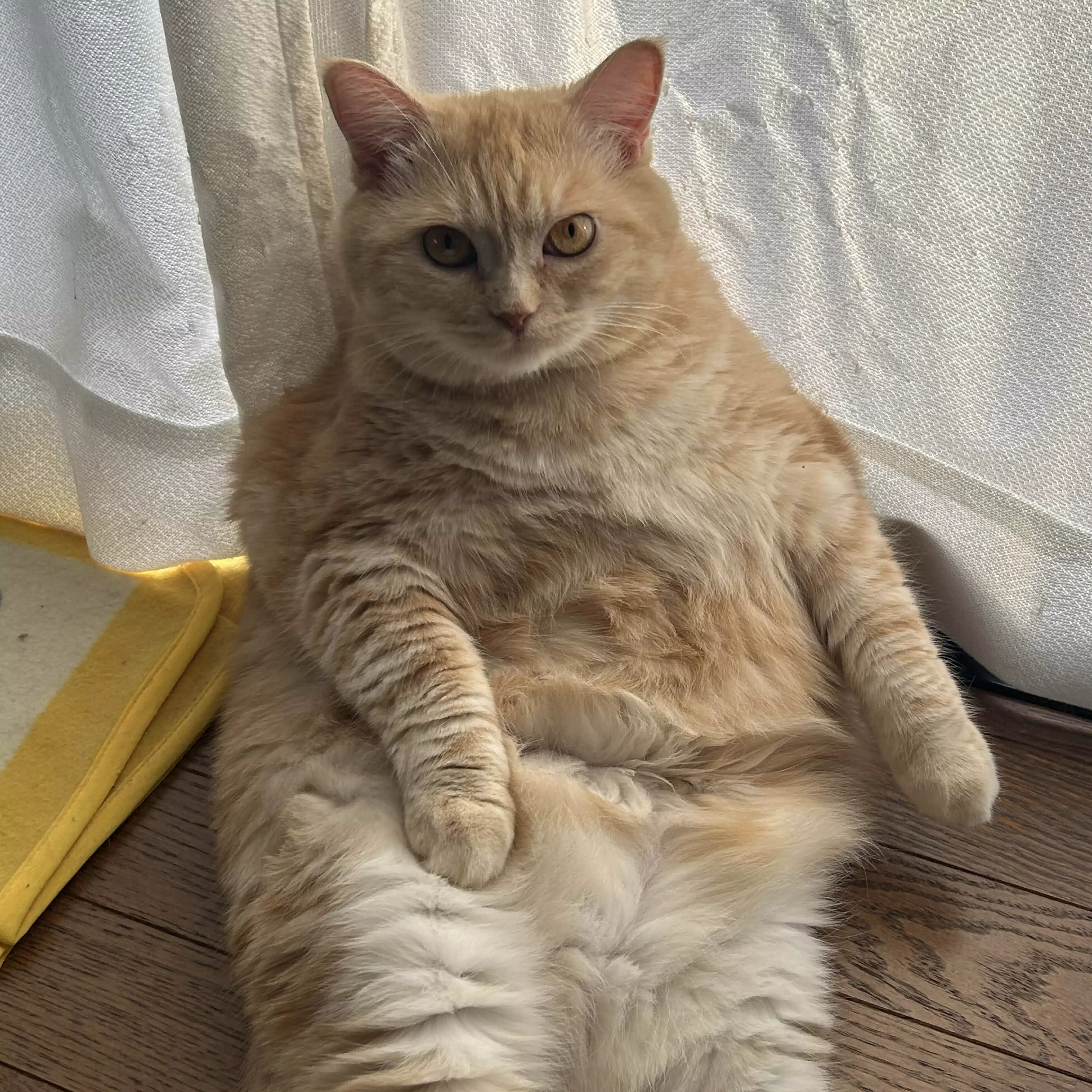 adhd双極性障害40歳男の日記🐈