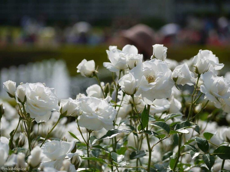 2014年5月　神代植物園