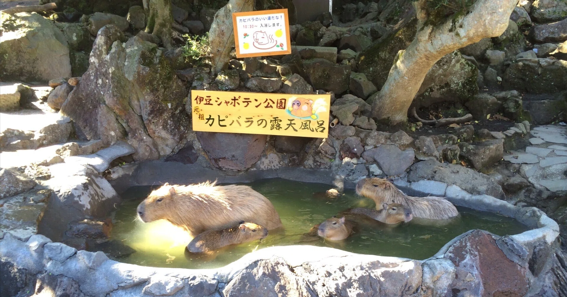 The day I met a capybara. It wasn't because I was drawn to their