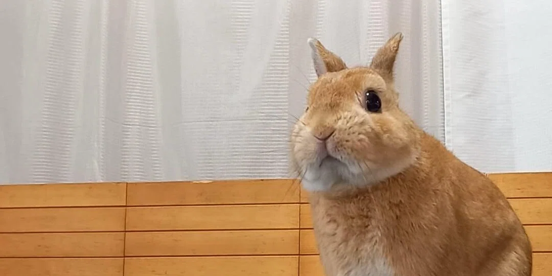 🐰うさぎと暮らして気づいたこと - 2026-08｜うさぎカフェ｜note