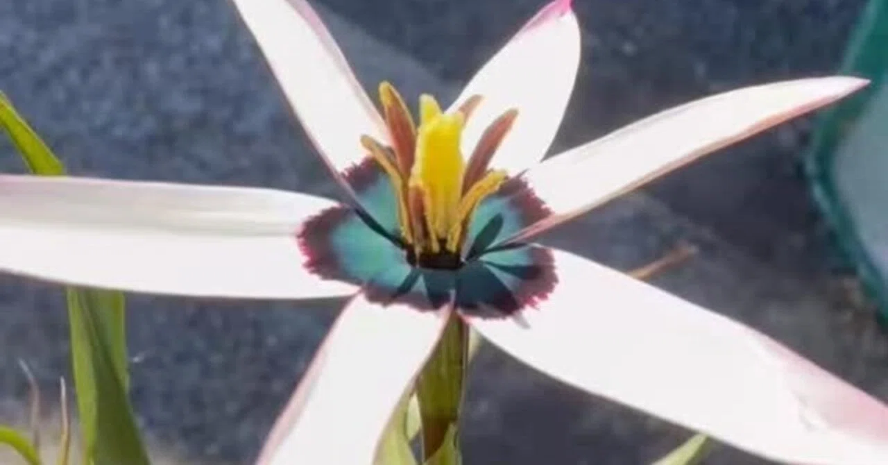神レアケープバルブ、Pauridia capensis(syn,Spiloxene capensis)の
