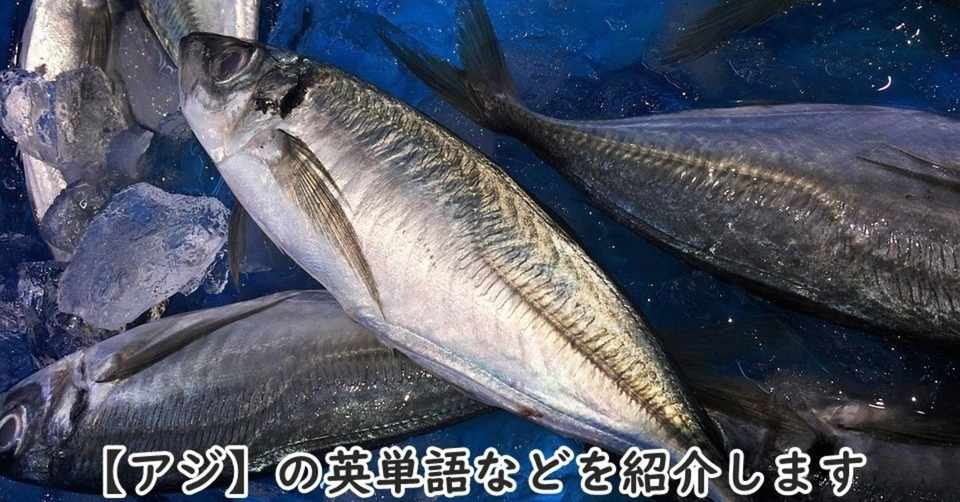 魚 アジ の英単語 特徴などを紹介します きむっち Note