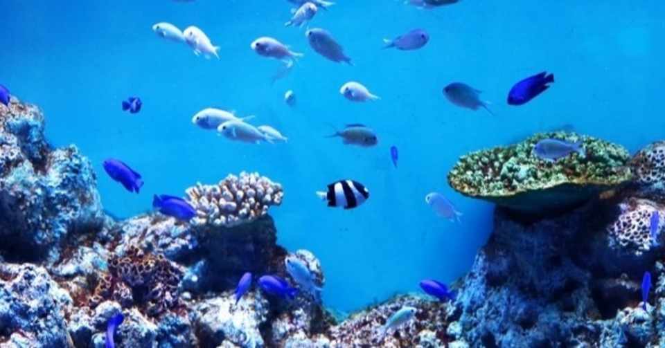 世界一 水族館 かいけつ 世界旅行 Note