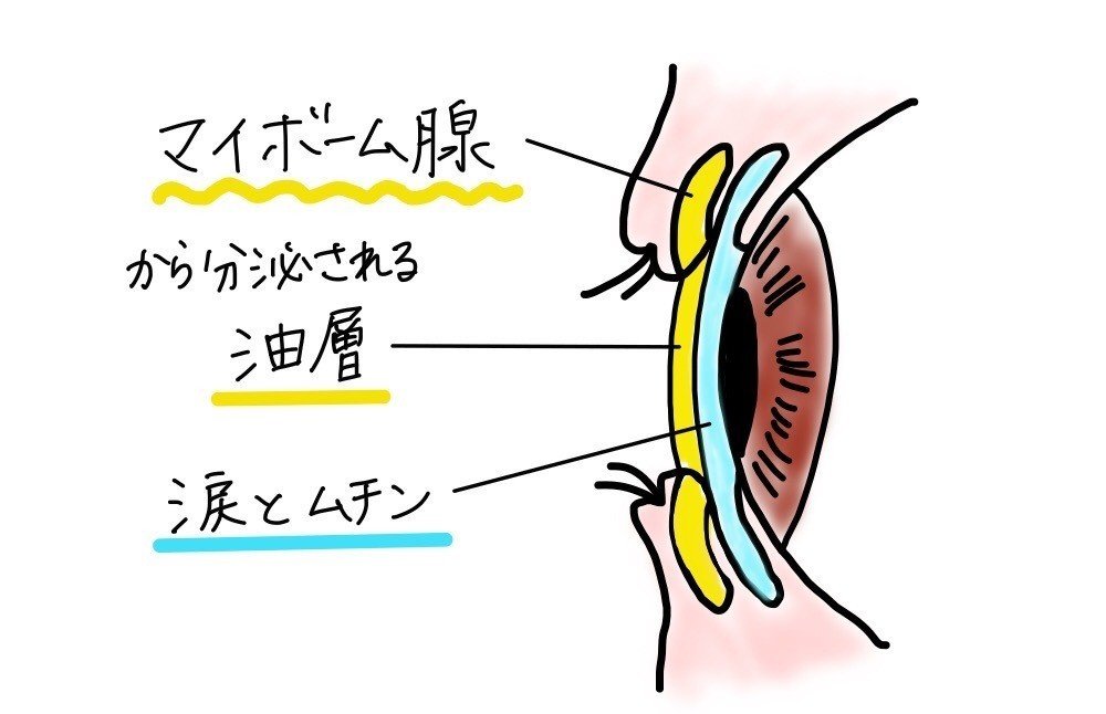 目の仕組み