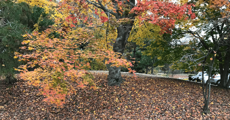 英語多読 草津温泉 薄墨 桜 Note