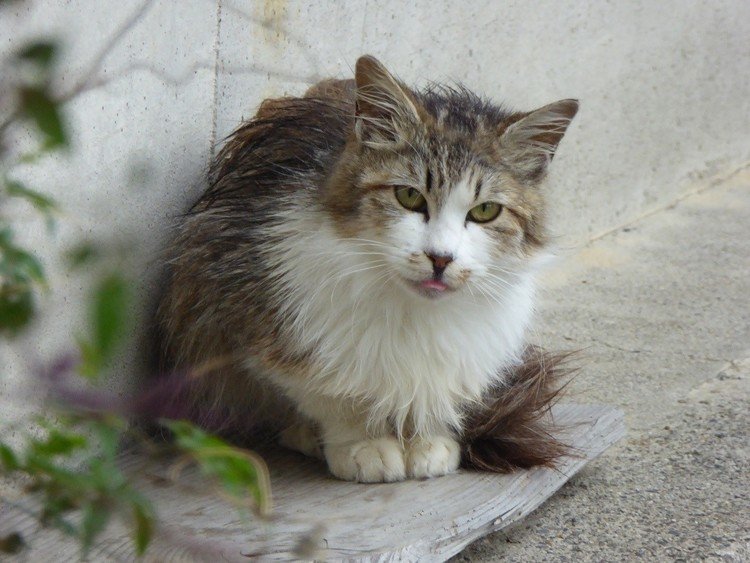 雨降りの猫村の猫にリハビリで会ってきたよ。