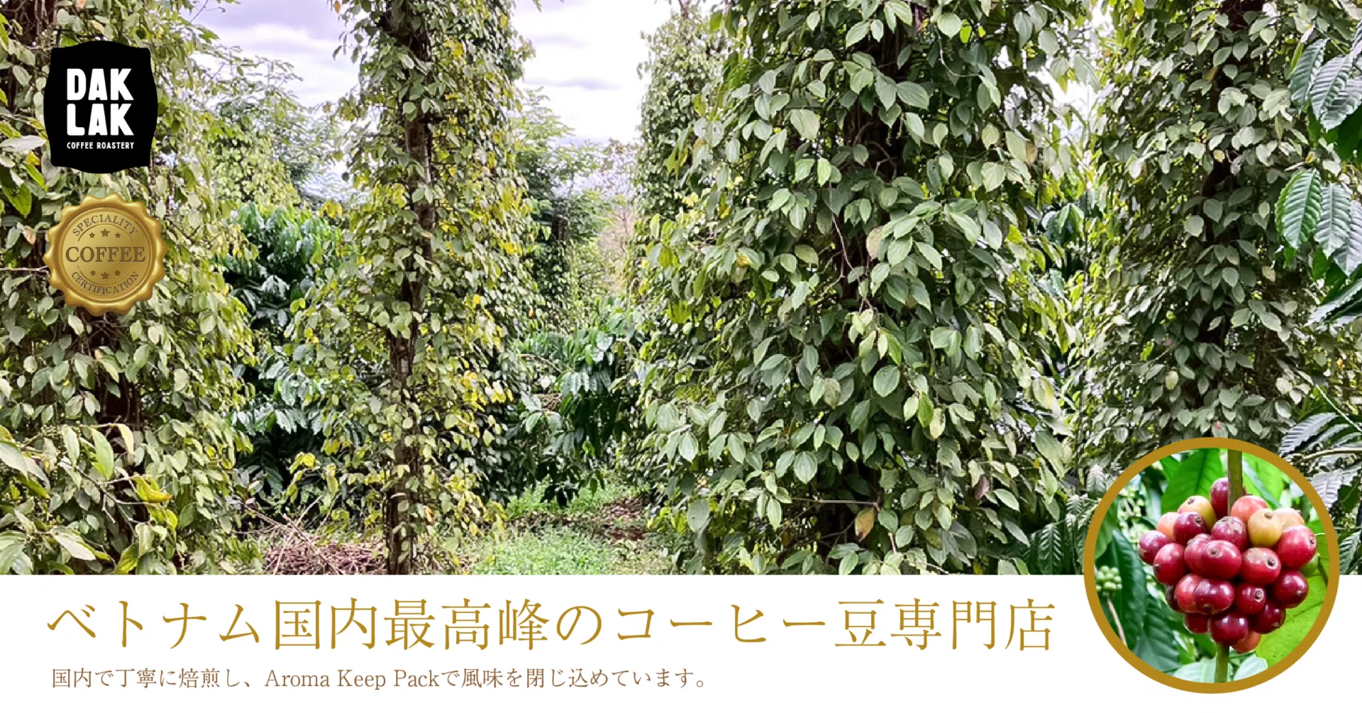 ベトナムコーヒーは本当に苦い？アラビカとロブスタの違いをご紹介し