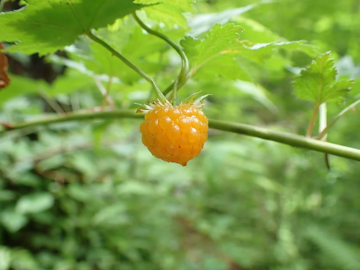 画像14