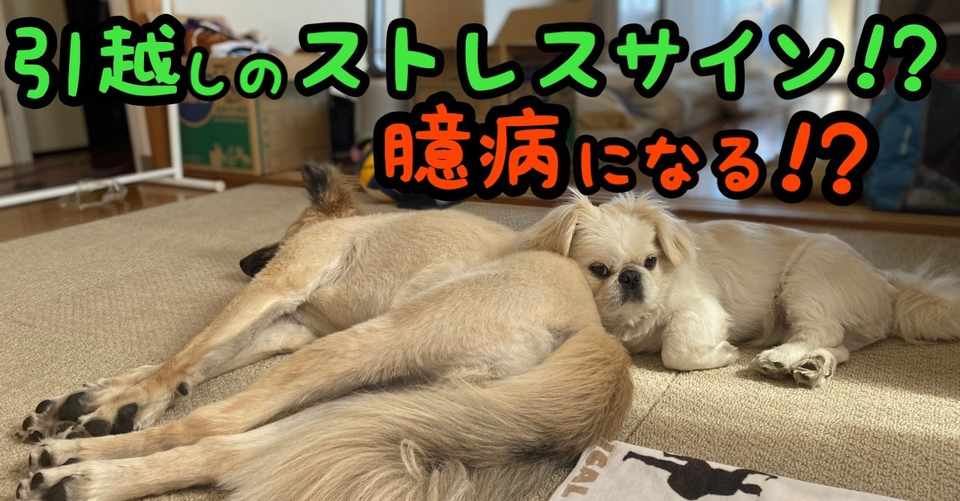 引っ越しのストレスサイン 臆病になる ドッグライフサポーター 獅子パパ Note