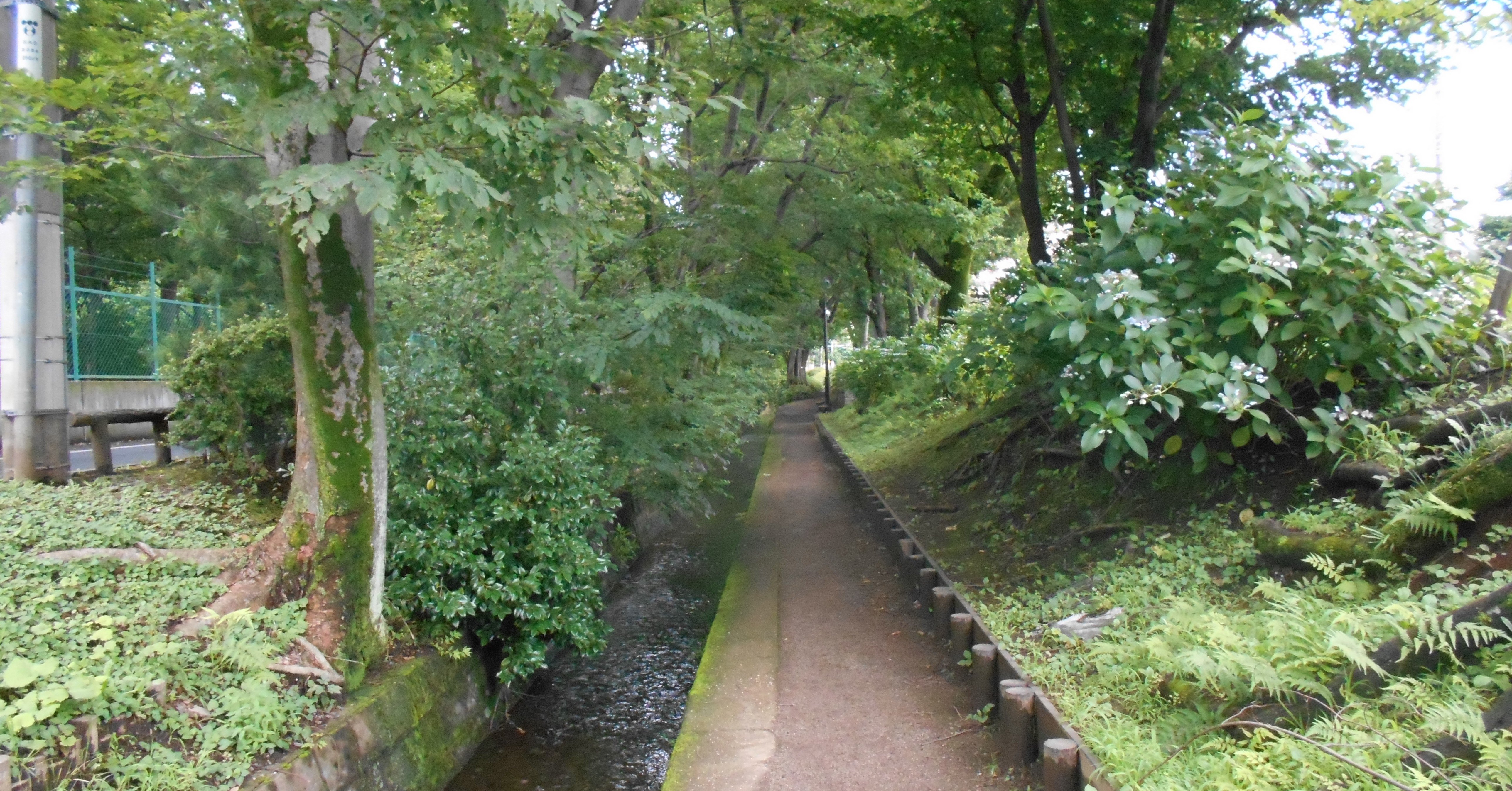 千川上水 武蔵野大学前 散歩と写真 コウ ジロウ Note 千川上水 武蔵野大学前 散歩と写真 コウ ジロウ Note