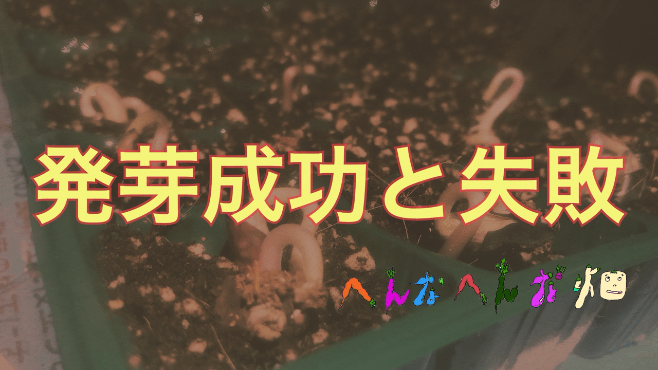 種まき 3日 発芽の成功と失敗 ネコグスとおる Note