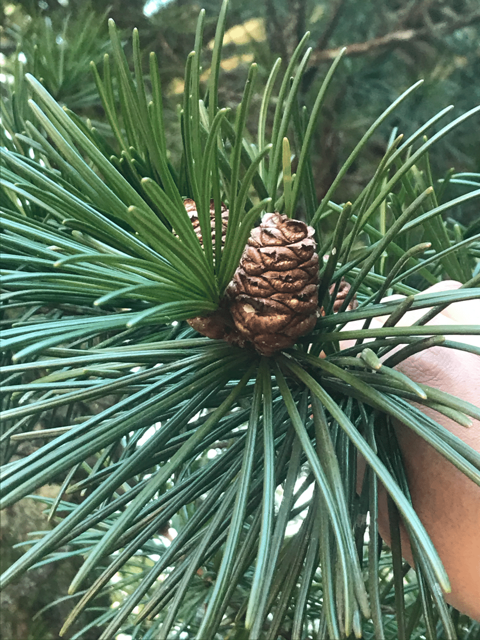 樹木図鑑 Vol4 コウヤマキ 原産地は神様の肛門 プライドは高い Harunire0321 Note