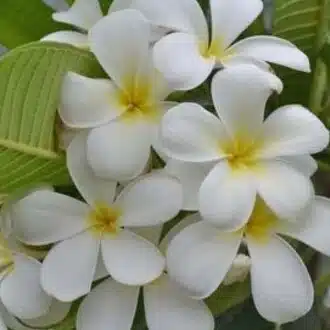 レイ