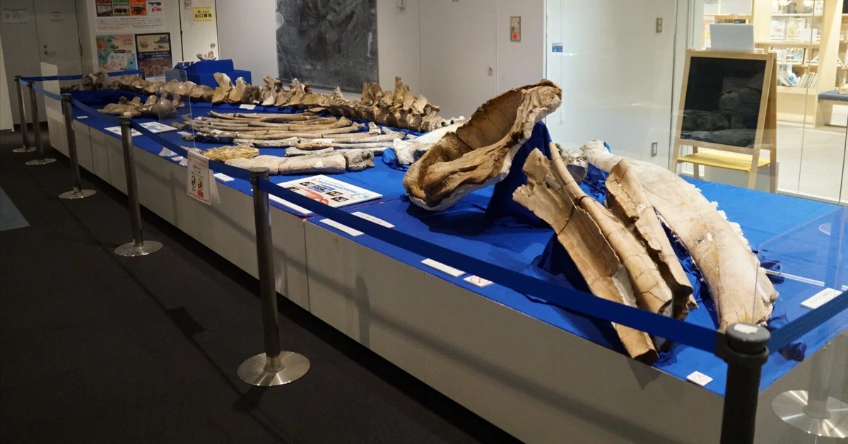 アキシマエンシス・アキシマクジラ化石発見65周年記念展示と校舎棟郷土