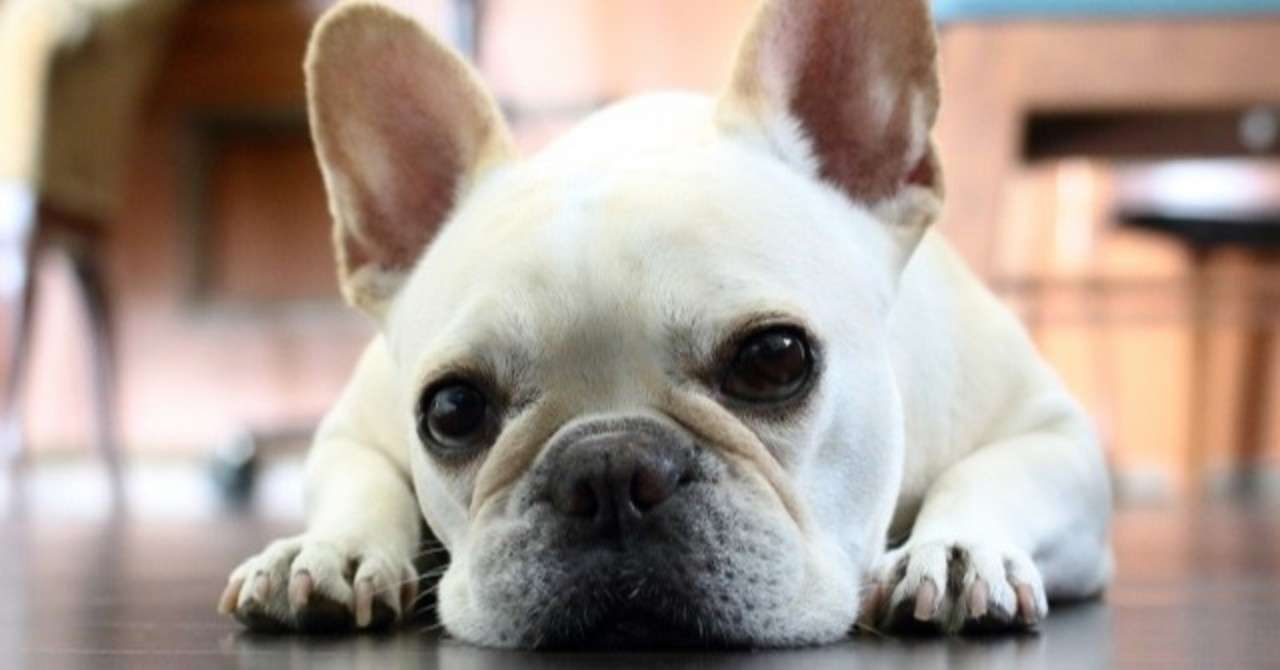 しつけで犬を叱る時のコツ 犬の飼い主サポートのplam Note