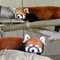 白玉たると