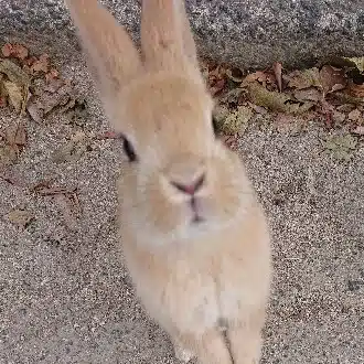 みつた