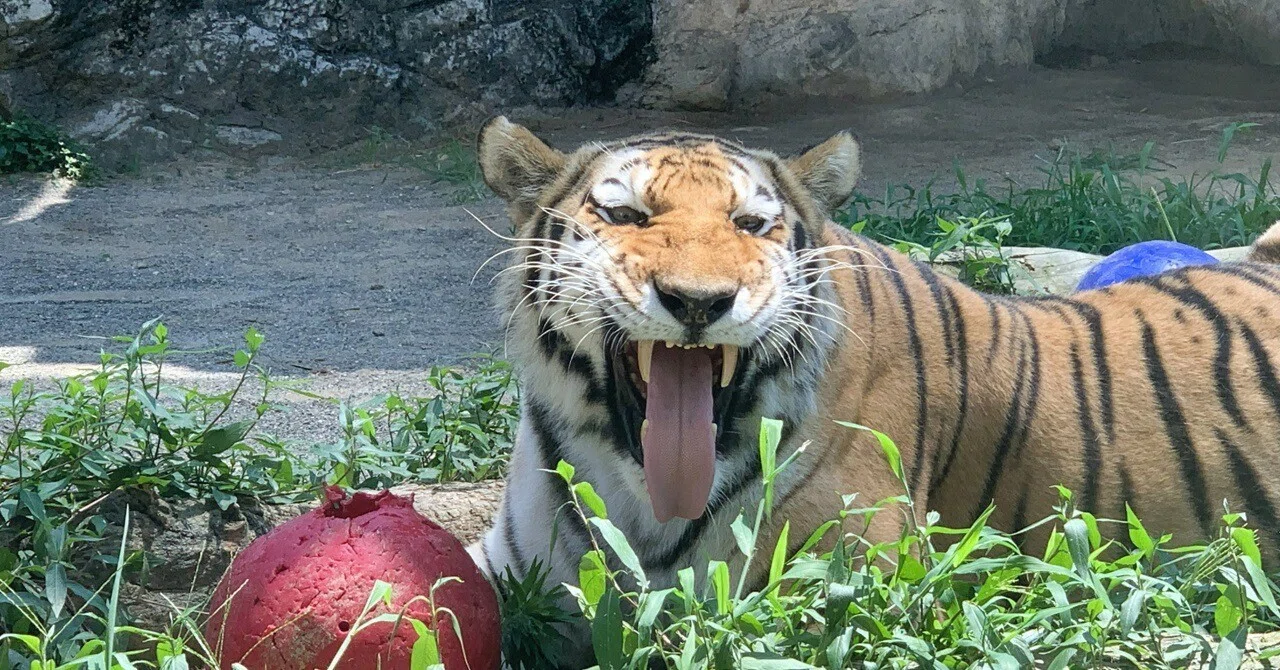 写真】日本平動物園 2026.7.25｜おくむらなをし