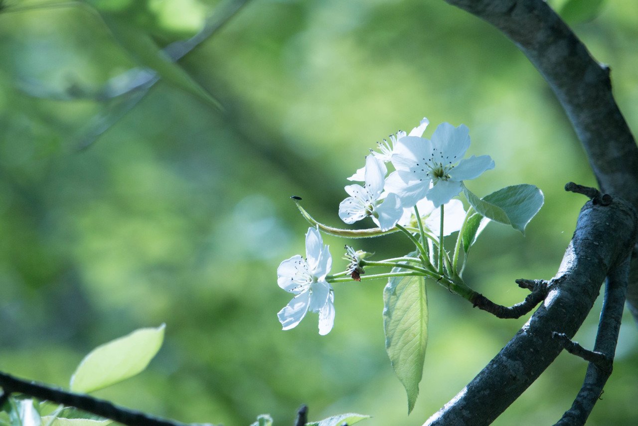 梨の花 かなあ 山の中に一本だけ でも堂々と立っていた大きな木 真っ白な花が今を盛りに咲いていました 何の木か調べたくてiphoneで 梨 花 を検索したら 画面が梨花の画像で埋め尽くされました 写真 Asuka Note
