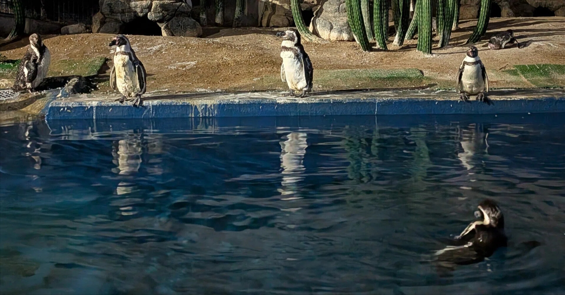 ナイター営業】夜のペンギンたちに会いに行こう｜越前松島水族館｜Yuka