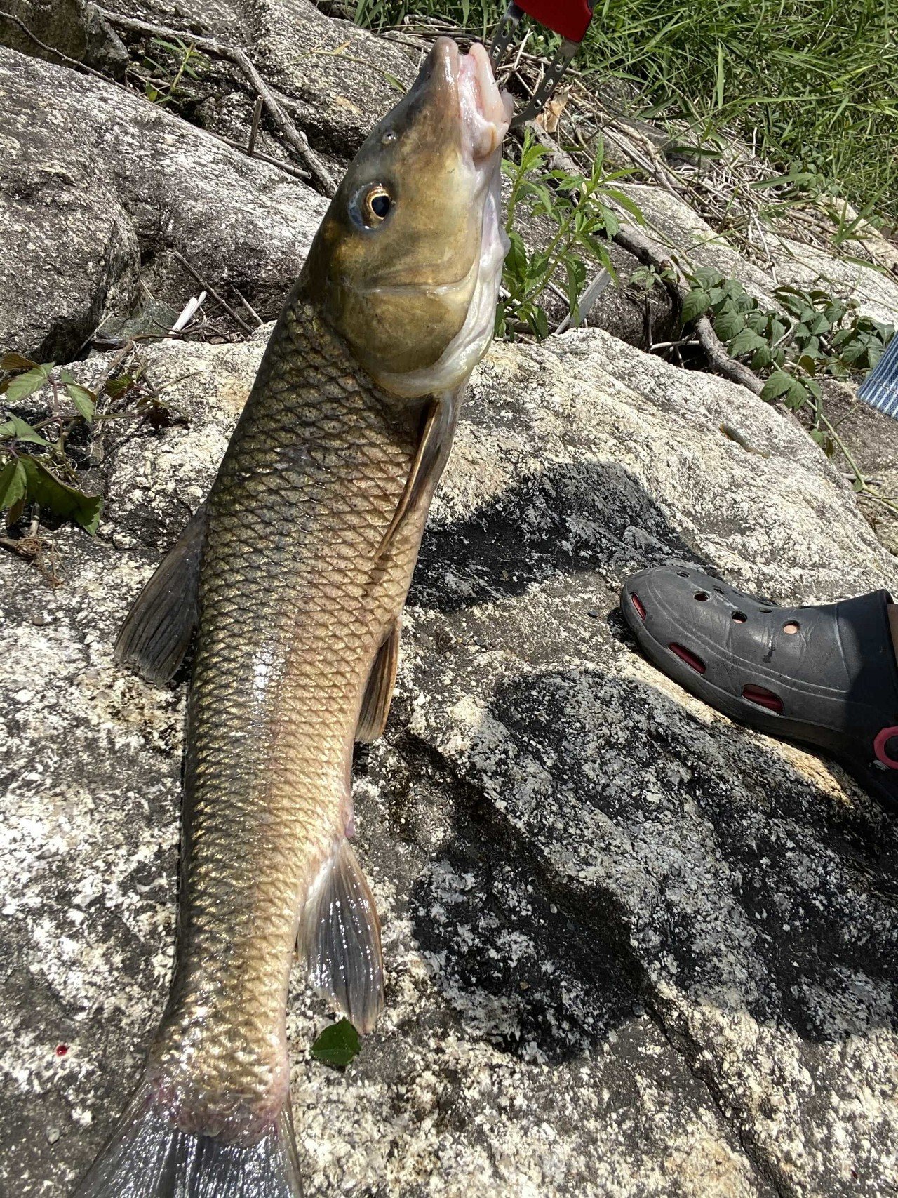 7 5 琵琶湖 バス釣りしてたら鯉釣れた 釣り Chronicle Note
