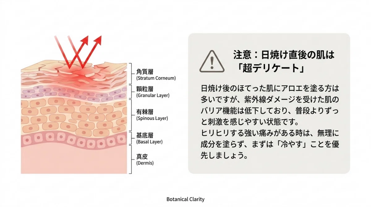 日焼け後すぐにアロエを使っても大丈夫ですか