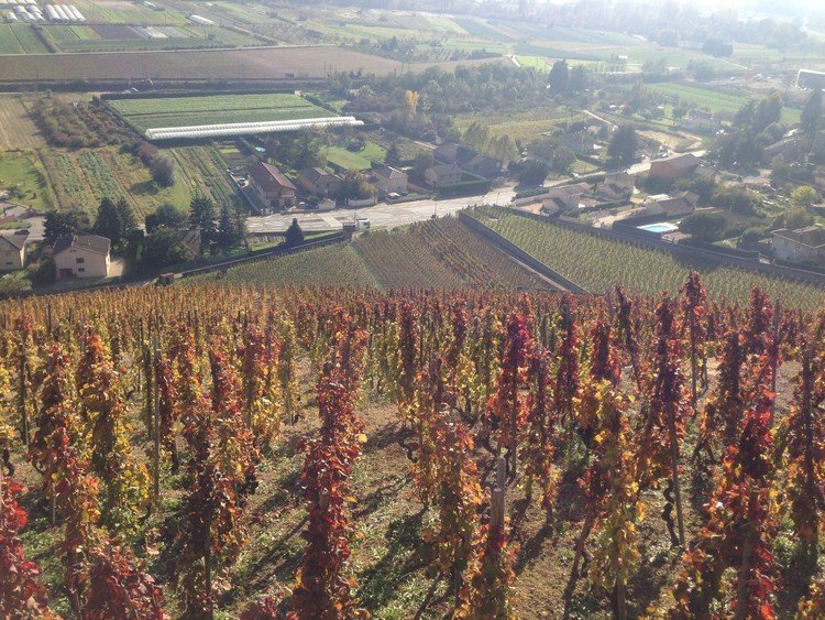 Côte-rôtie, France