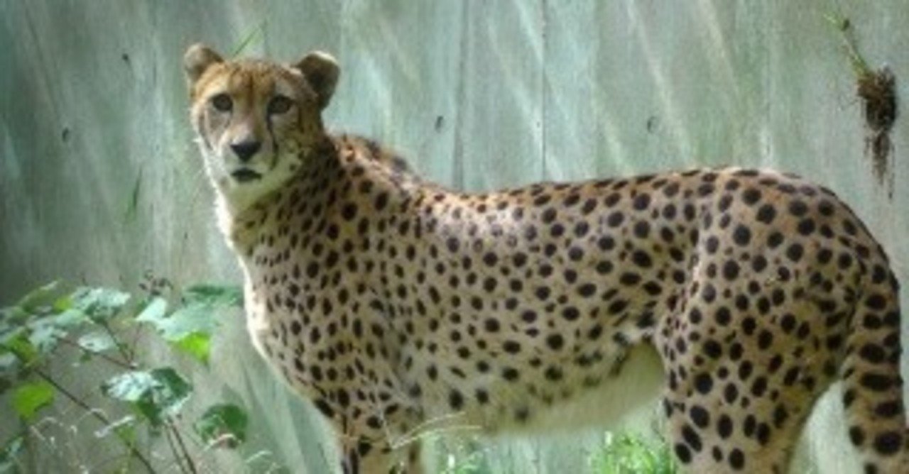 Apex Legends 番外編 チーター対策 ようじょきらー Note Apex Legends 番外編 チーター対策 ようじょきらー Note