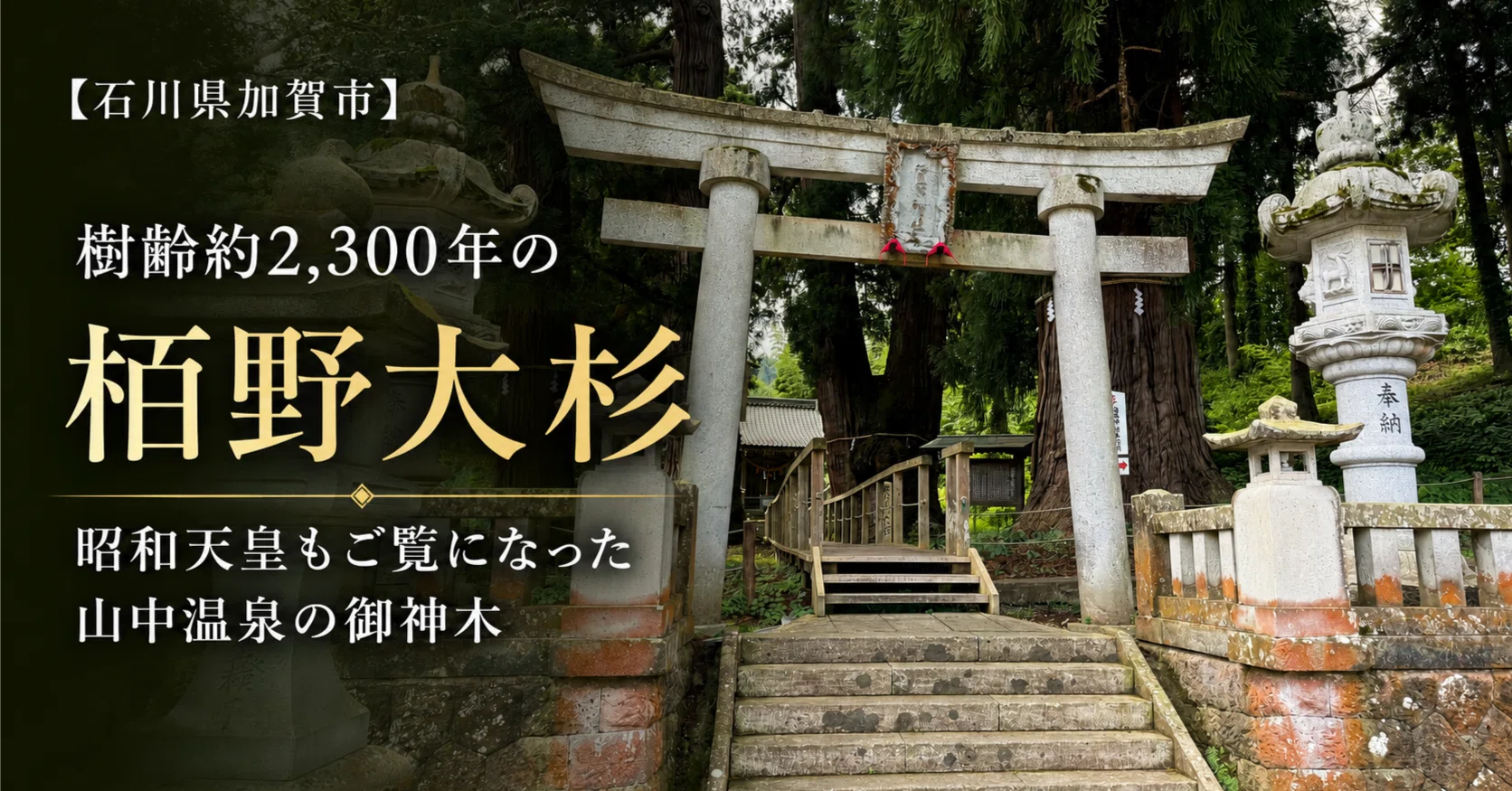 石川県加賀市】樹齢約2,300年の「栢野大杉」｜昭和天皇もご覧になった
