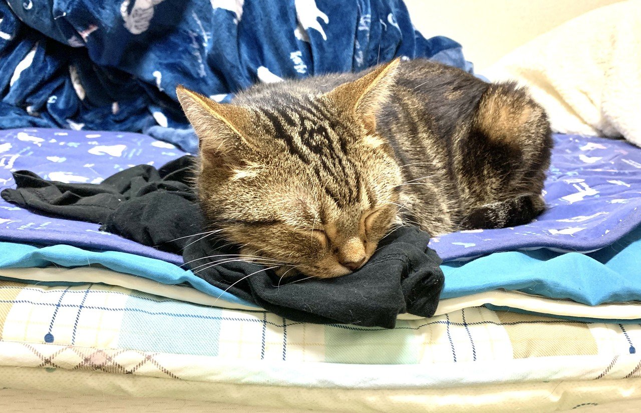 我が家の猫写真 めこたん 漫画 イラスト Note