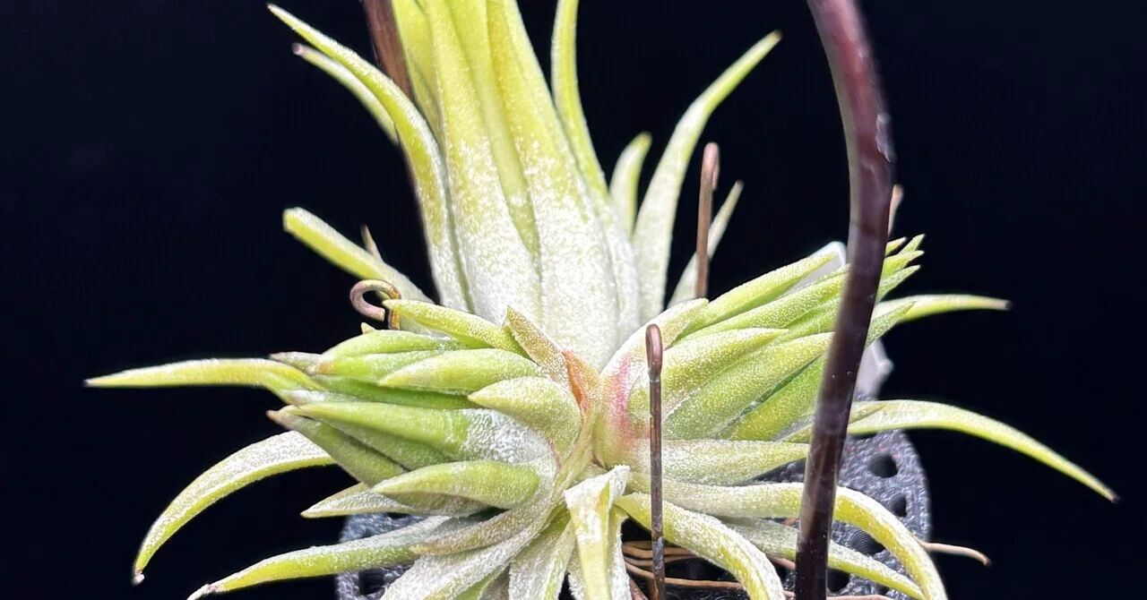 ionantha'Apretado RFI' from YCB nursery｜sioncolorwheel