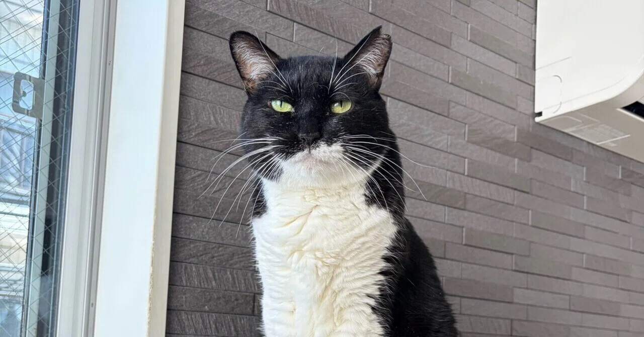 2026年7月27日 朝の猫達｜こまち