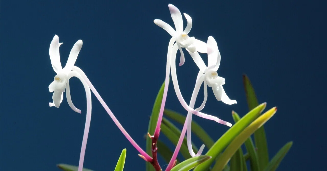天然フウラン全部まとめて！！ フウラン「山採り(四季咲き)」の花（過去の画像倉庫から）｜KJ Morison