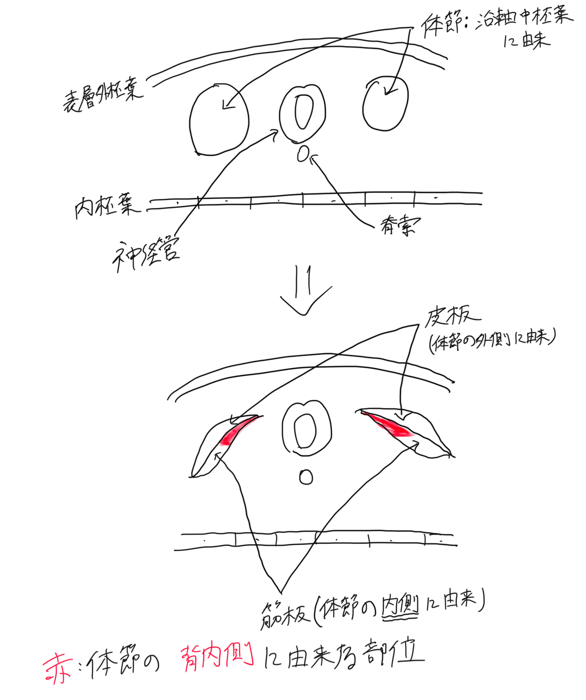 QB CBT 医学 2019 vol.1〜vol.5セット　【最終値下げ】 クエスチョン・バンク CBT 2019 vol.1: プール問題 基礎編 | 国