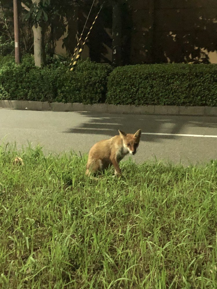 犬にも見えますが…