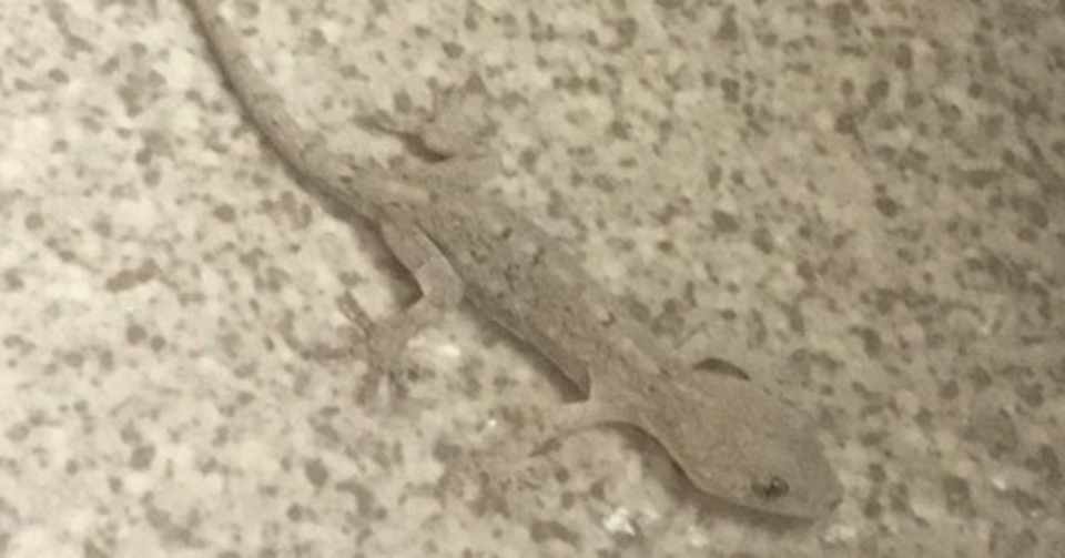 家を守るから ヤモリ かとうひろし Note