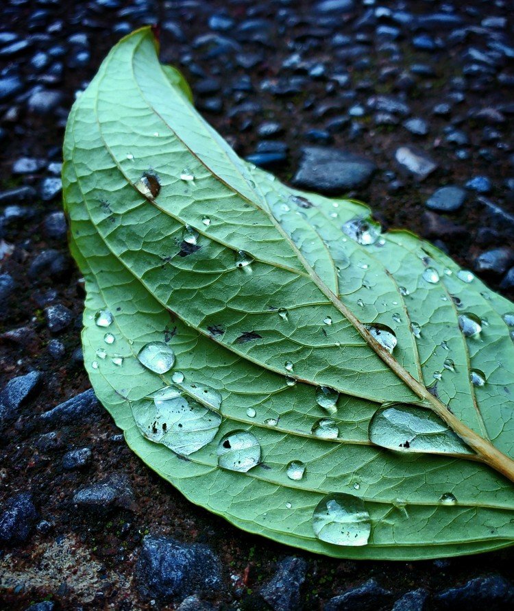 おはよーございます。

雨降ったり止んだりの朝。
遠くから光って呼んでた紫陽花落ち葉に憩う粒たち。
近づいてみると、美しいだけぢゃなく何処かの泥も抱いてココに光っているのでした。
オハヨ。

月曜日。
充実の週に。

#sky #summer #leaf #raindrops #love #moritaMiW #空 #夏 #紫陽花
#佳い一日の始まり