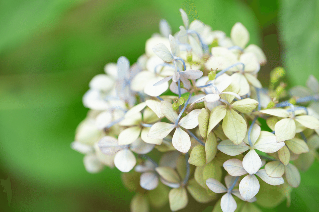 自然体 あや Note