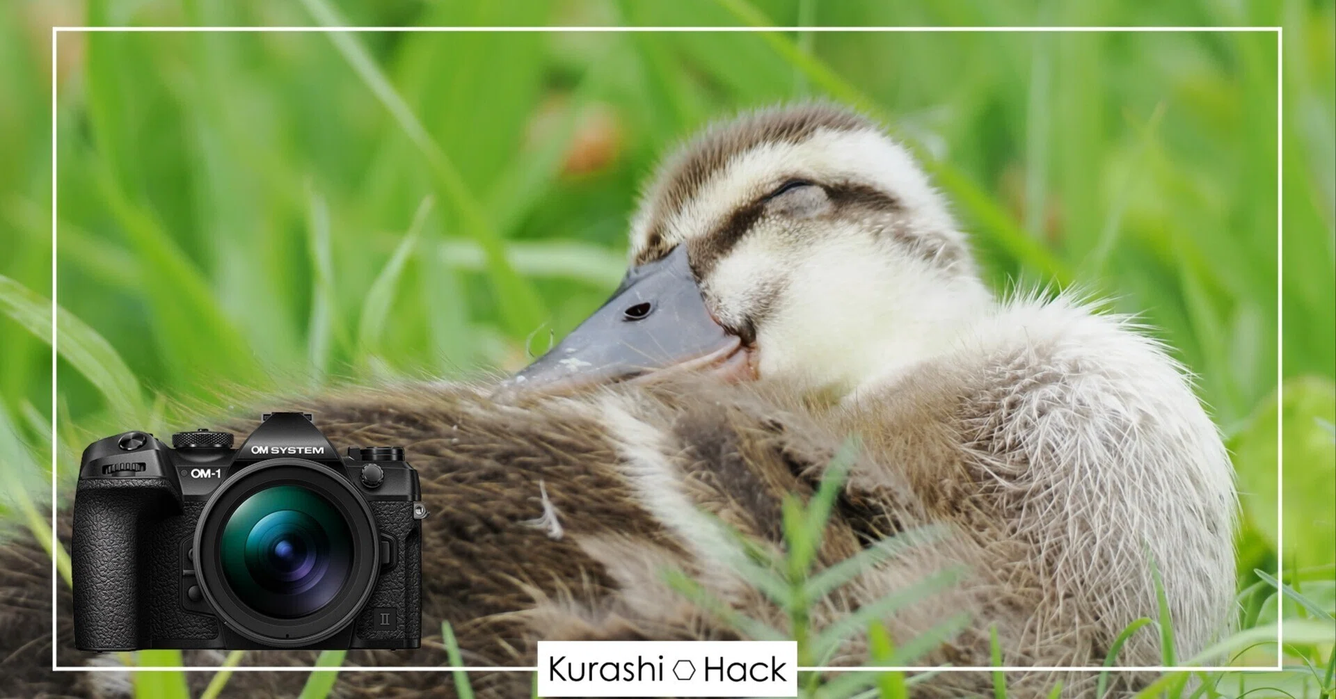 カルガモの子供が可愛すぎる件について【OM-1 Mark II + 300mm F4.0